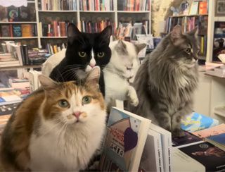 Mon Chat Pitre, la première librairie avec des chats! - 